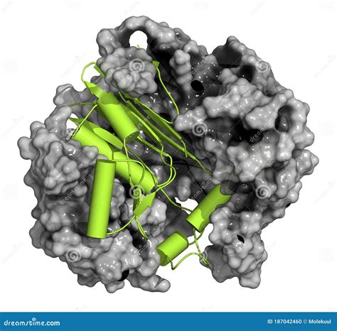 Gamma-glutamyltranspeptidase 1 (GGT 1, Gamma-GT, Gamma-glutamyl ...
