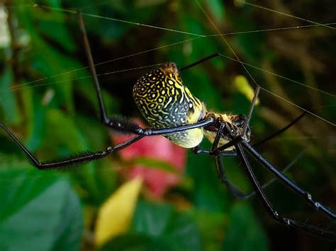 Garden Orb Weaver Spider South Africa | Fasci Garden