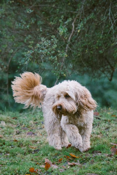 Image result for Show Cockapoo