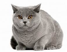 shorthair cat cat pictures gallery shorthair cat cat pictures gallery