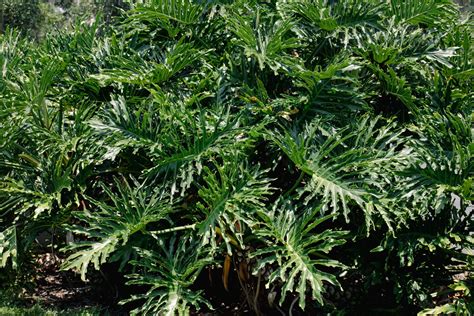 Philodendron Xanadu Care Guide | Indoor Plant for Florida Humidity