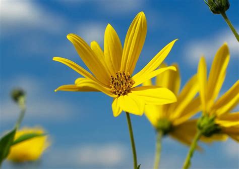 12 Surprising Facts About Water Lily - Facts.net