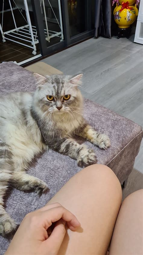 does anyone else's neighbour cats do this?? after only 2 meetings that ...