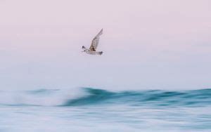 Wallpaper bird, flight, sea, waves, water hd, picture, image