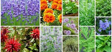 Image result for Mosquito Repellent Plants