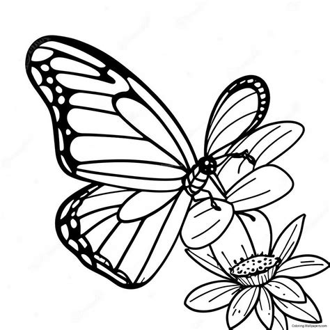 Monarch Butterfly Coloring Page (58133-45998)