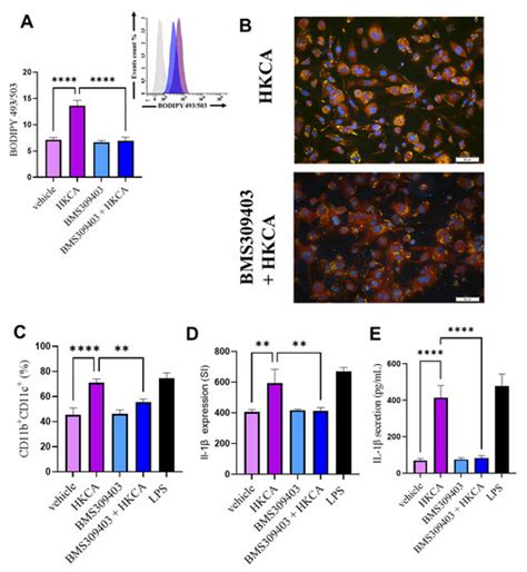 Candida albicans Induces Foaming and Inflammation in Macrophages ...