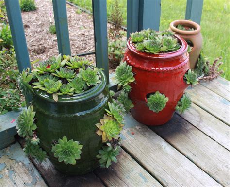 Hens and Chicks Succulent Pots, Cacti And Succulents, Planter Pots ...
