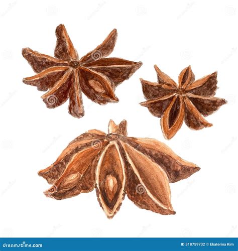 Realistic Watercolor Illustration Set of Star Anise on a White ...