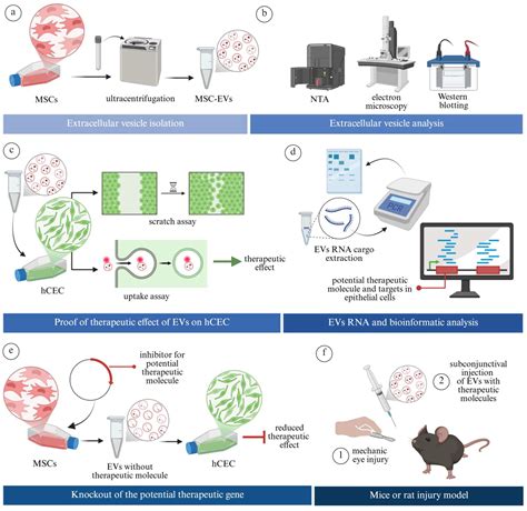 Extracellular Vesicle-Derived Bioactive Molecules for Corneal and ...