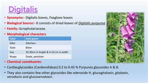 Family Of Digitalis