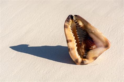 Seashells 的图像结果