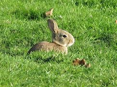 Image result for Baby Bunny On White Background