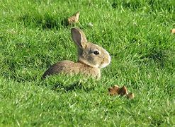 Image result for Pic of Baby Bunny Animals Cute