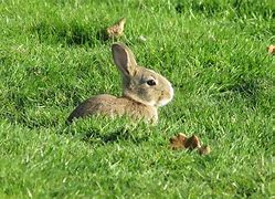 Image result for Baby Bunny in Grass