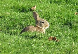 Image result for Baby Bunny Rabbits