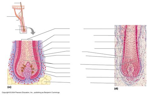 Hair Root Structure 的图像结果