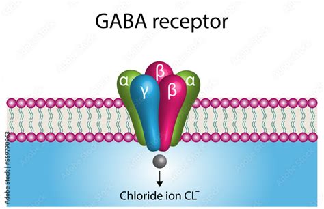 GABA receptor ultra Structure in cell membrane. Neurotransmitter gamma ...