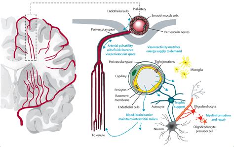 Small vessel disease: mechanisms and clinical implications - The Lancet Neurology