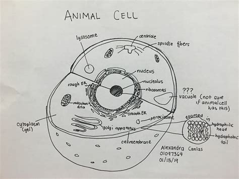 Drawing Of A Cell
