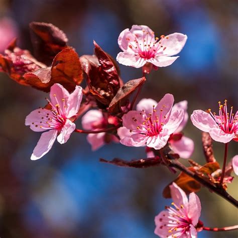 Flowering Plum Tree 的图像结果
