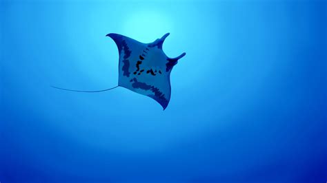 Stingray Animal Wallpapers - Wallpaper Cave