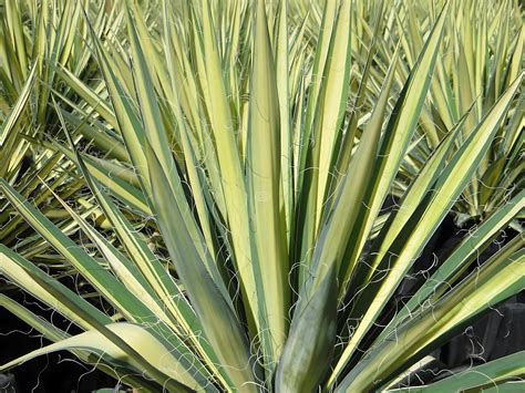 Yucca filamentosa 'Color Guard' | Adam's Needle, Spanish Bayonet 'Color ...