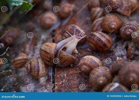 Helix Aspersa Muller, Maxima Snail, Organic Farming, Snail Farming, Edible Snails on Wooden ...