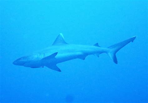 Grey Reef Shark (Carcharhinus amblyrhynchos) - Bali Wildlife