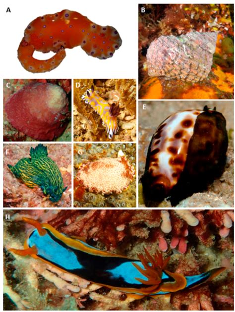 Marine Biodiversity in Temperate Western Australia: Multi-Taxon Surveys ...