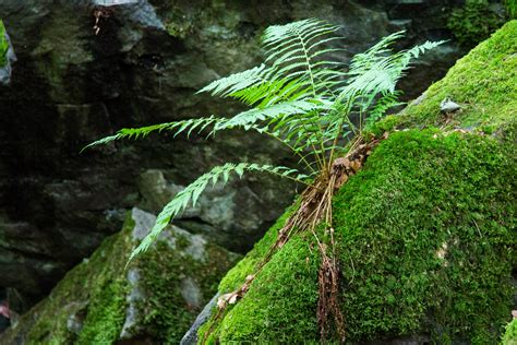 Free Images : tree, branch, leaf, flower, moss, green, jungle, botany, flora, fern, vegetation ...