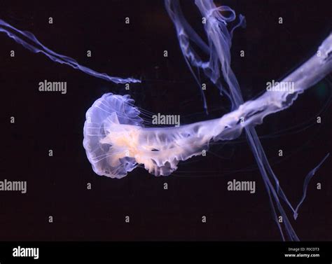 Atlantic sea nettle jellyfish, Chrysaora quinquecirrha, seen in ...