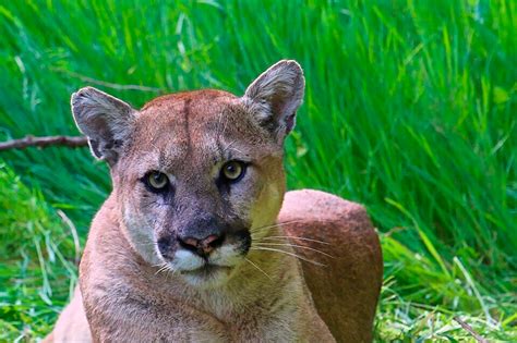 Pet mountain lion - csaceto