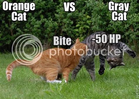 Image result for Knockout Cat Fighting Scripts
