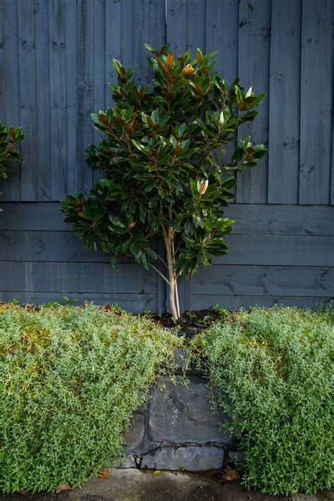 Small Magnolia Plants