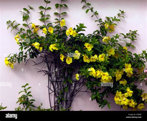 Trumpet Vine Yellow Leaves at Mary Smithey blog