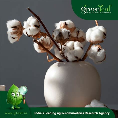 Cotton Extends Gains Following Large Export Sales Report
