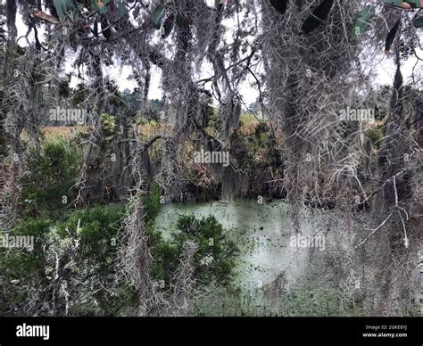 Spanish moss growing on trees over algae covered pond in cattail swamp ...