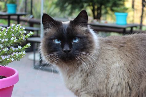 Siamese Persian Mix Cat