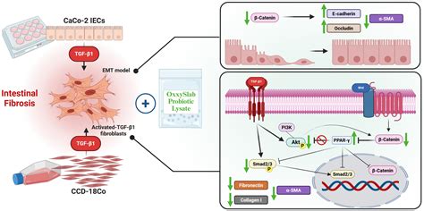 Multi-Strain Probiotic Lysate Attenuates TGF-β1-Induced Intestinal ...
