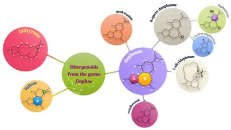 Phytochemistry and Pharmacological Activities of the Diterpenoids from ...