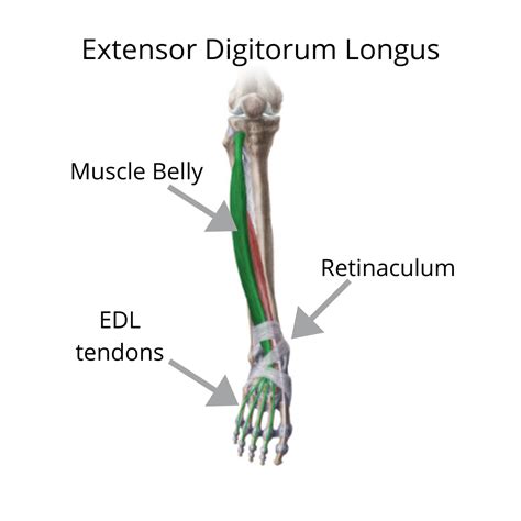 Image result for Extensor Digitorum Longus Tendonitis