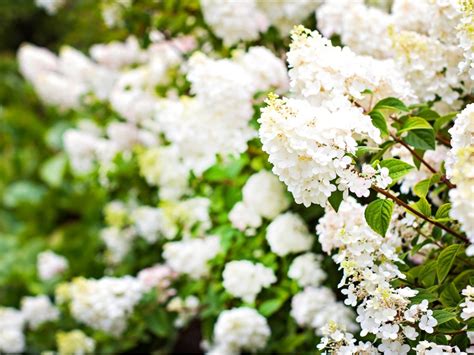 Spring Flowering Shrubs White Flowers