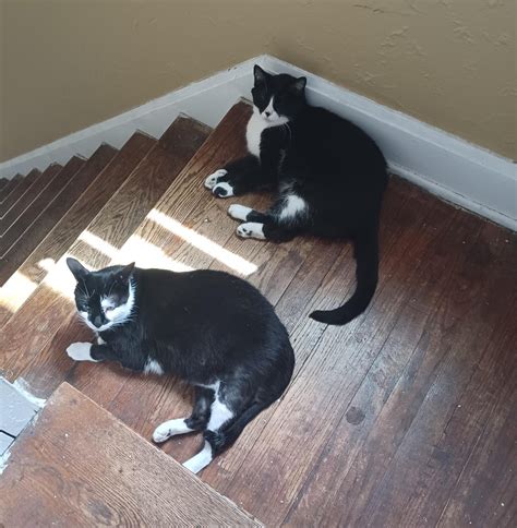 My neighbor refuses to believe that my two tuxedos are not related. I told him I got them both ...