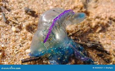 Portugiesische Galeere am Strand Stockbild - Bild von leuchtend ...