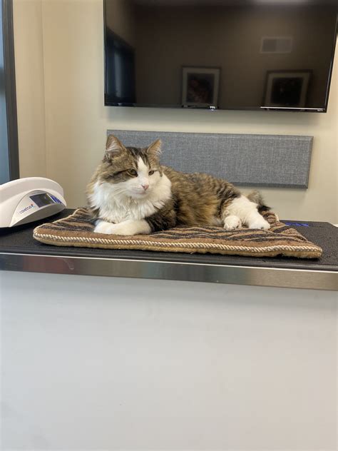 LEADER HEIGHTS ANIMAL HOSPITAL - York PA - Hours, Directions, Reviews ...