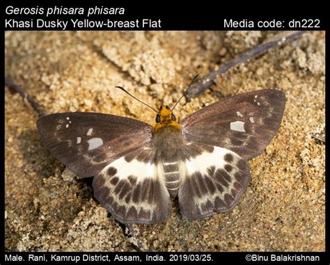 Gerosis phisara | Butterfly