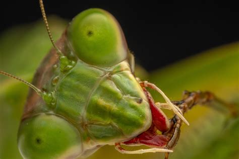 Praying Mantis Face