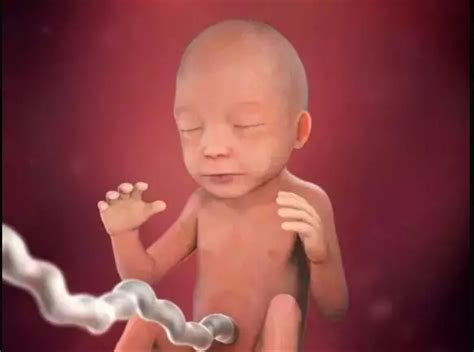 18周胎儿正常值是多少呢 - 业百科