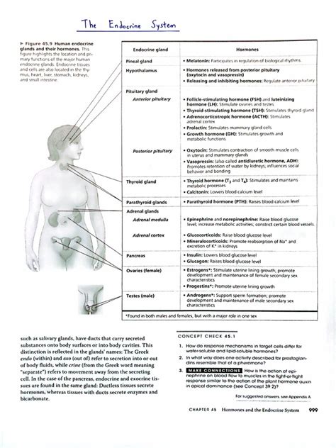Image result for Endocrine System Flow Chart